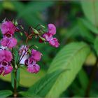 Blumen am Waldesrand