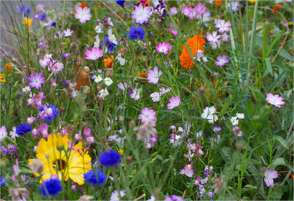 Blumen am Weg