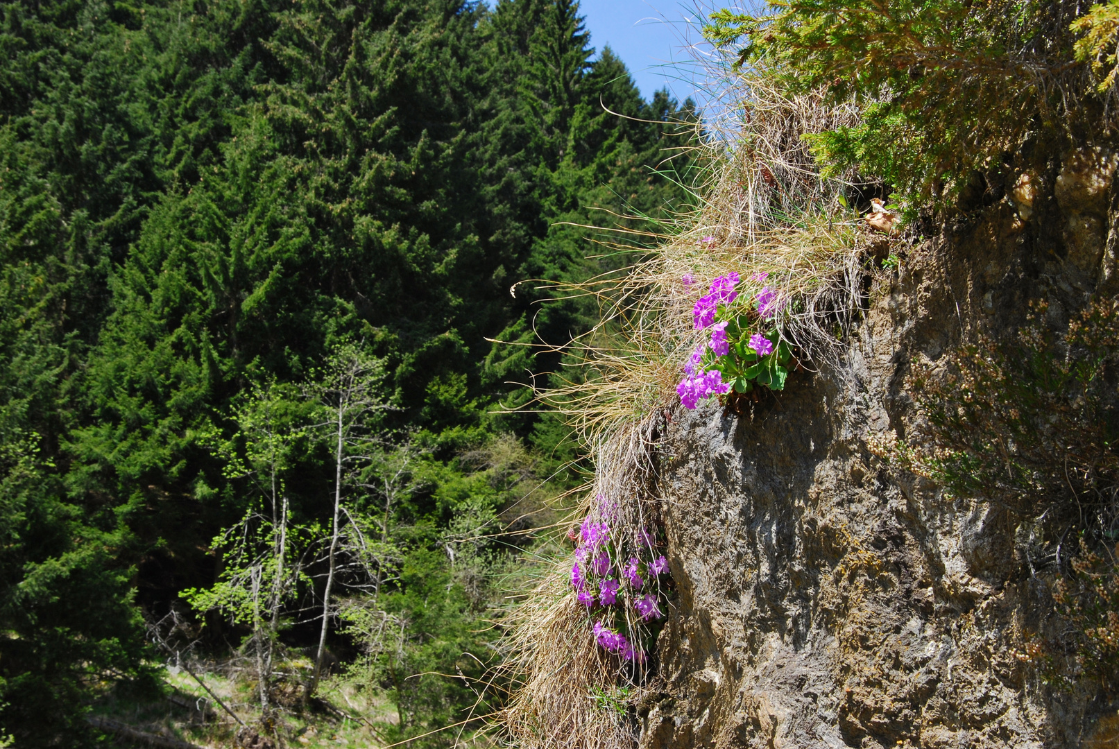 Blumen am Weg