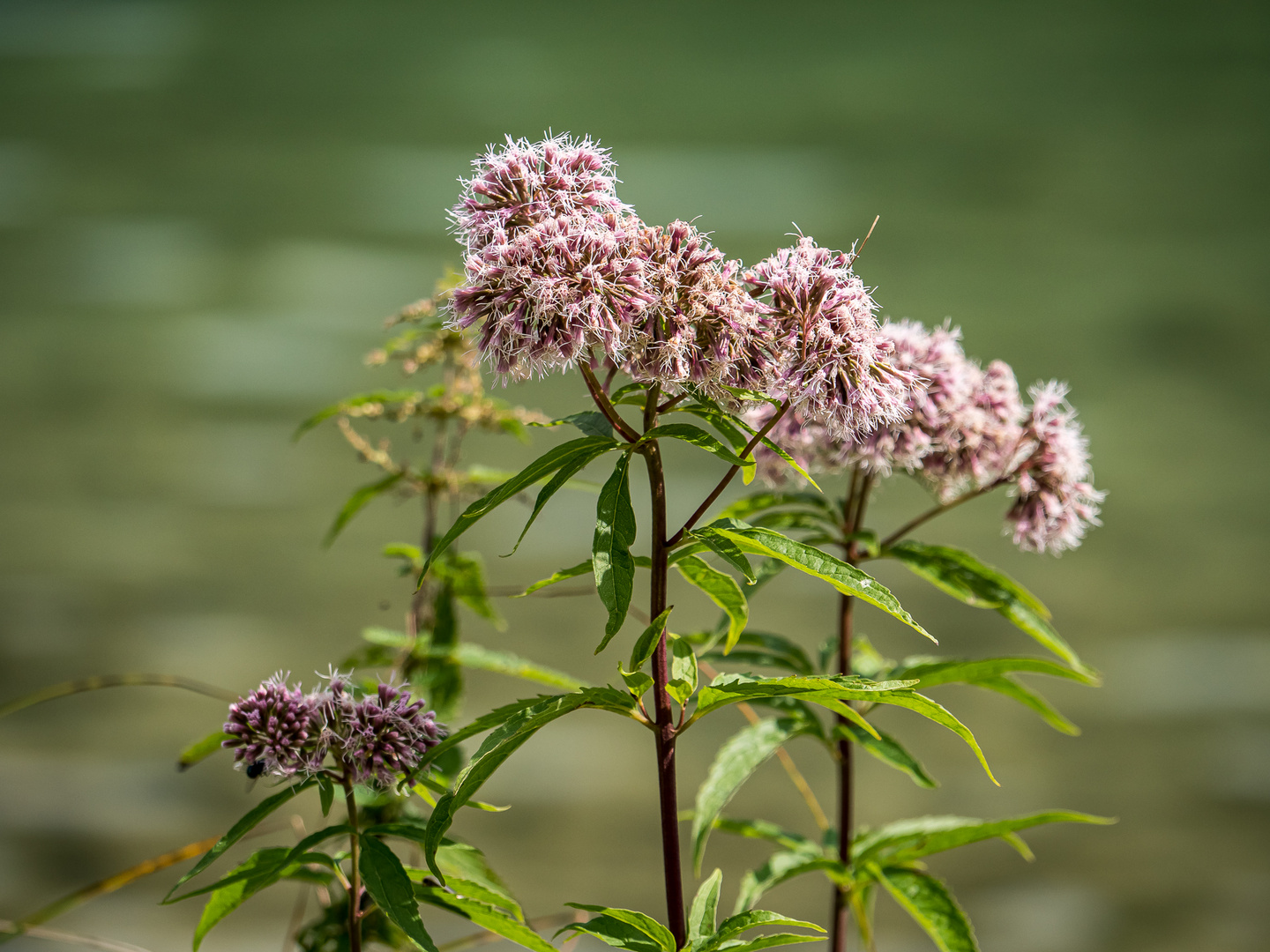 Blumen am Wegesrand