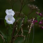 Blumen am Wegesrand-1