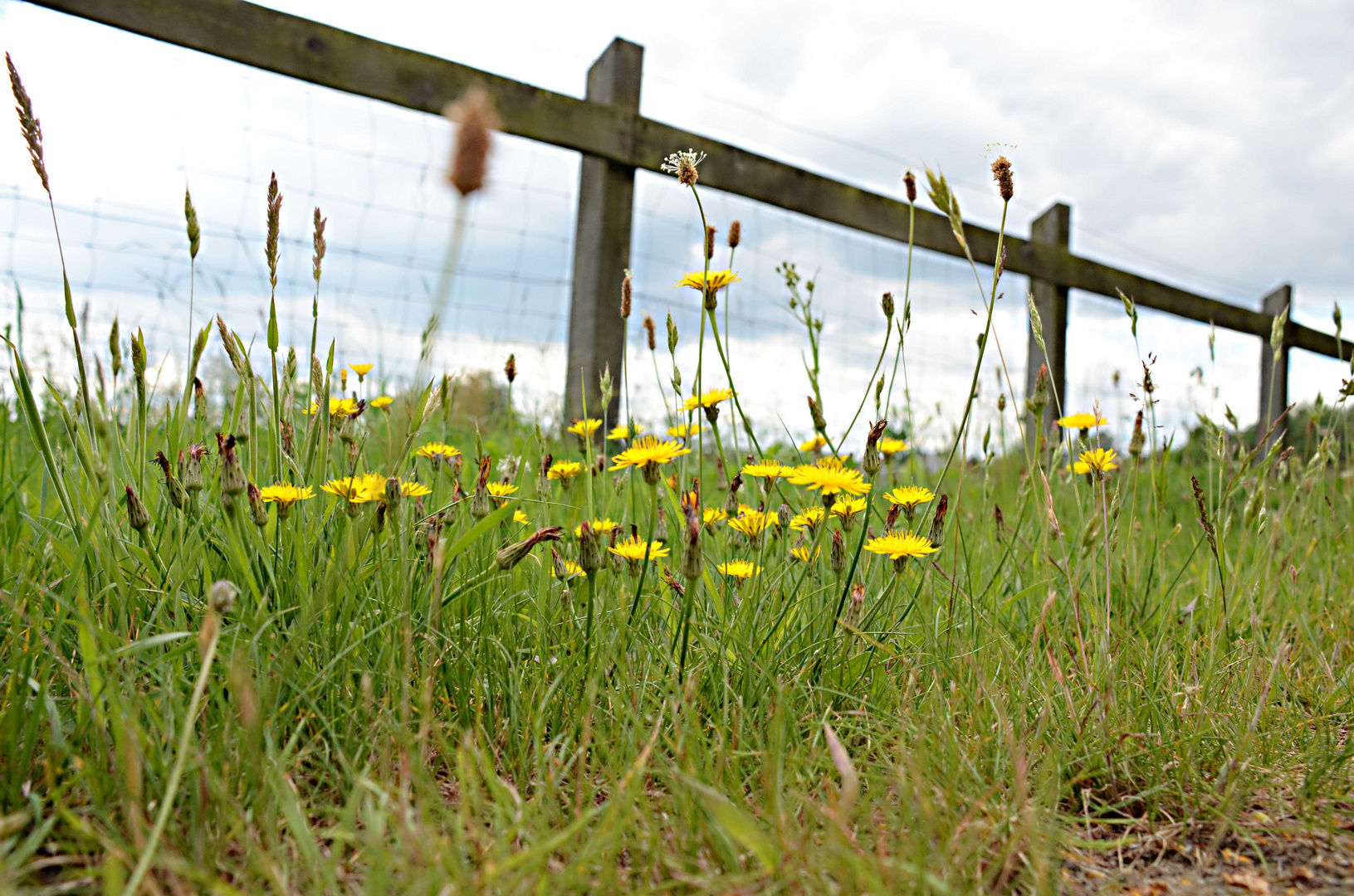 Blumen am Wegesrand Foto & Bild | pflanzen, pilze & flechten, blüten- & kleinpflanzen ...
