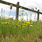 Blumen am Wegesrand