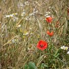 Blumen am Wegesrand-14