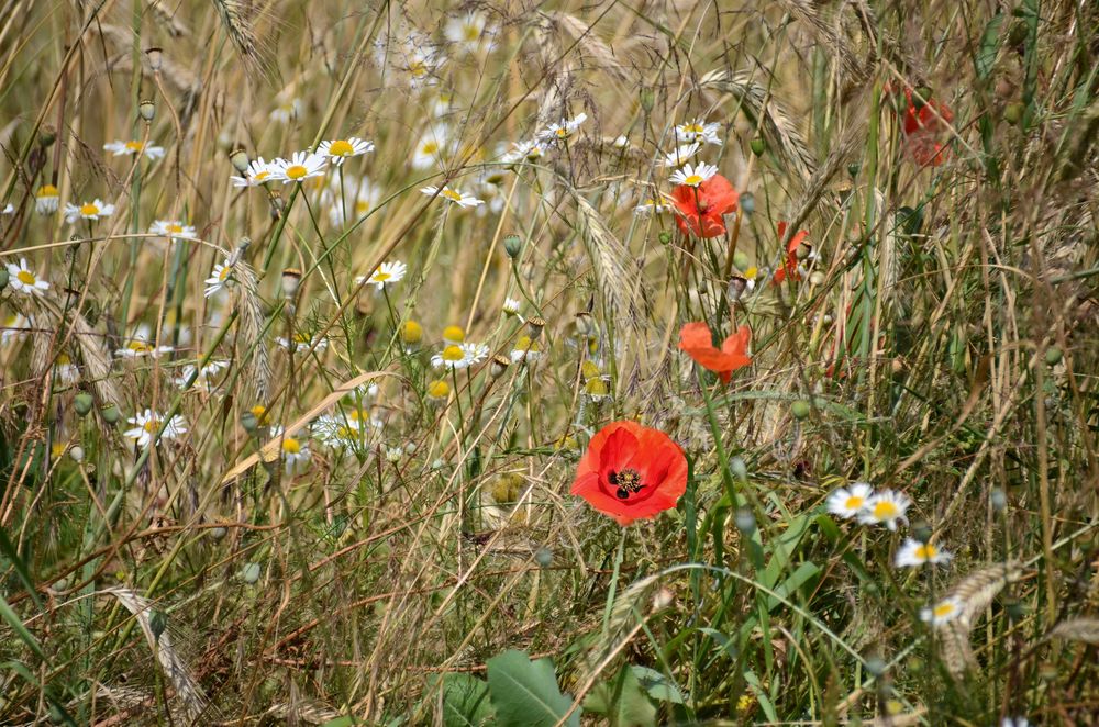 Blumen am Wegesrand-14