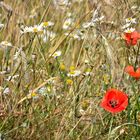 Blumen am Wegesrand-15