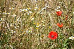 Blumen am Wegesrand-15