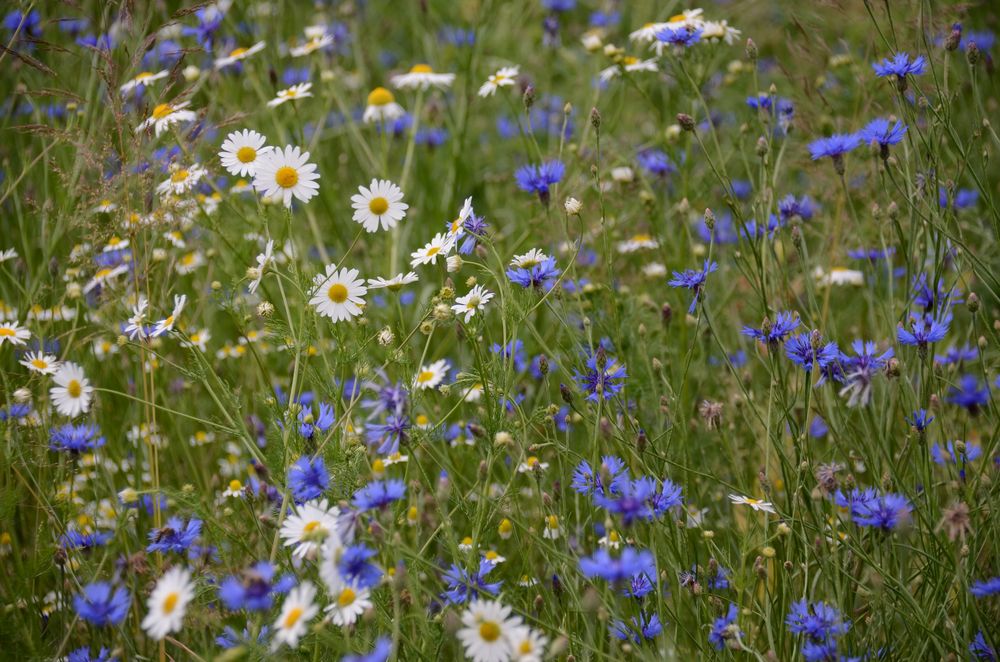 Blumen am Wegesrand-16