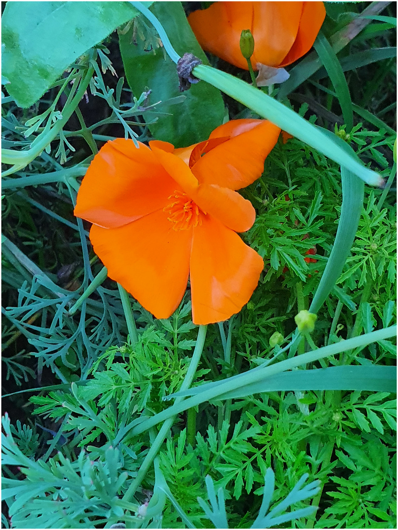 Blumen am Wegesrand