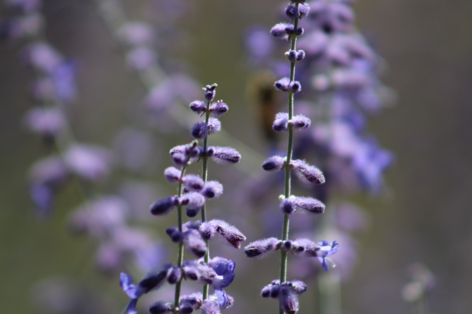 Blumen am Wegesrand