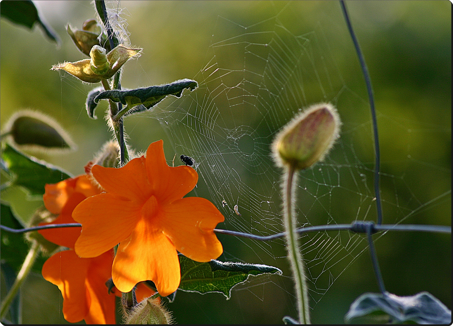 Blumen am Wegesrand.....