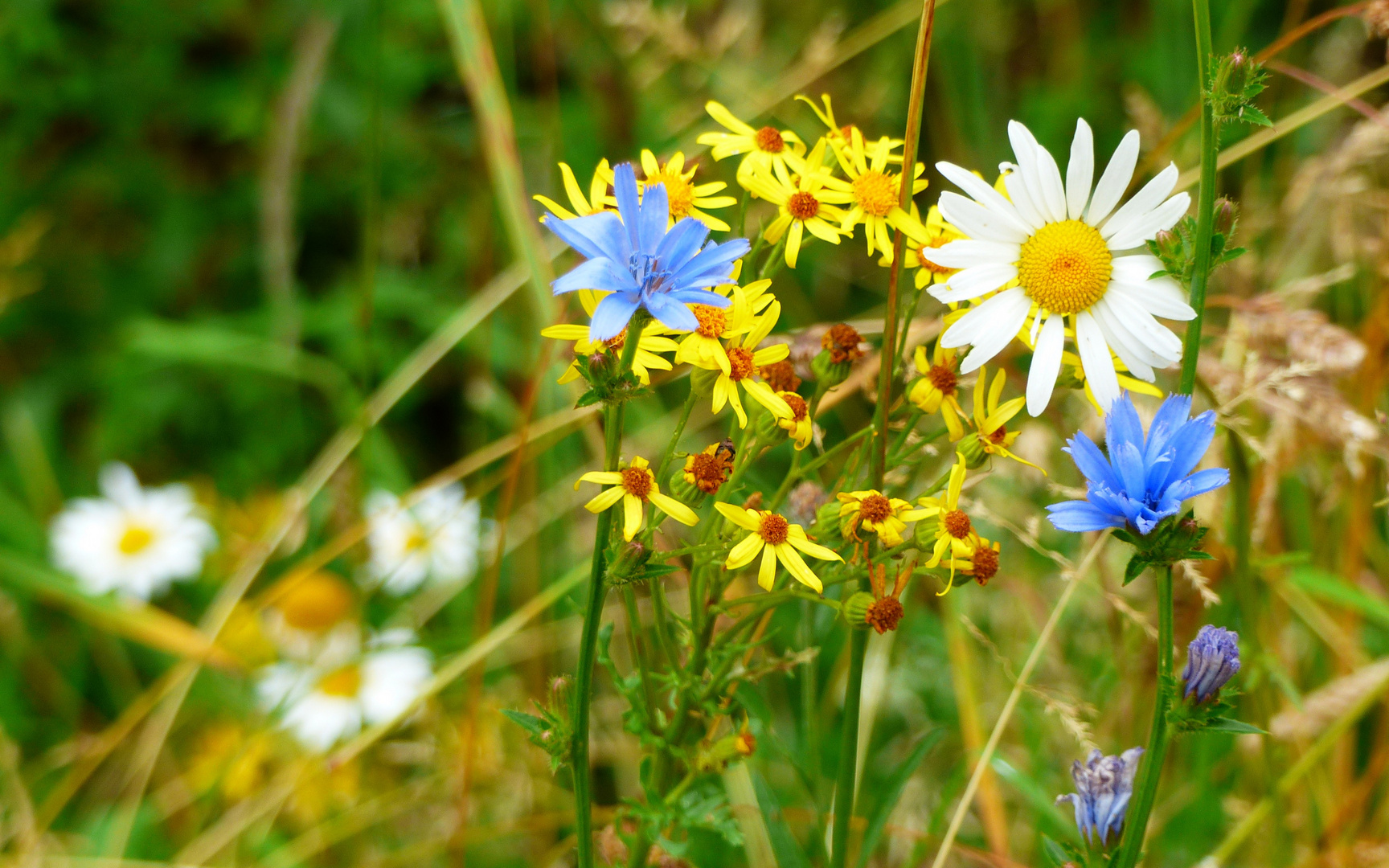 ***Blumen am Wegesrand 2***