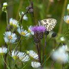 Blumen am Wegesrand-2