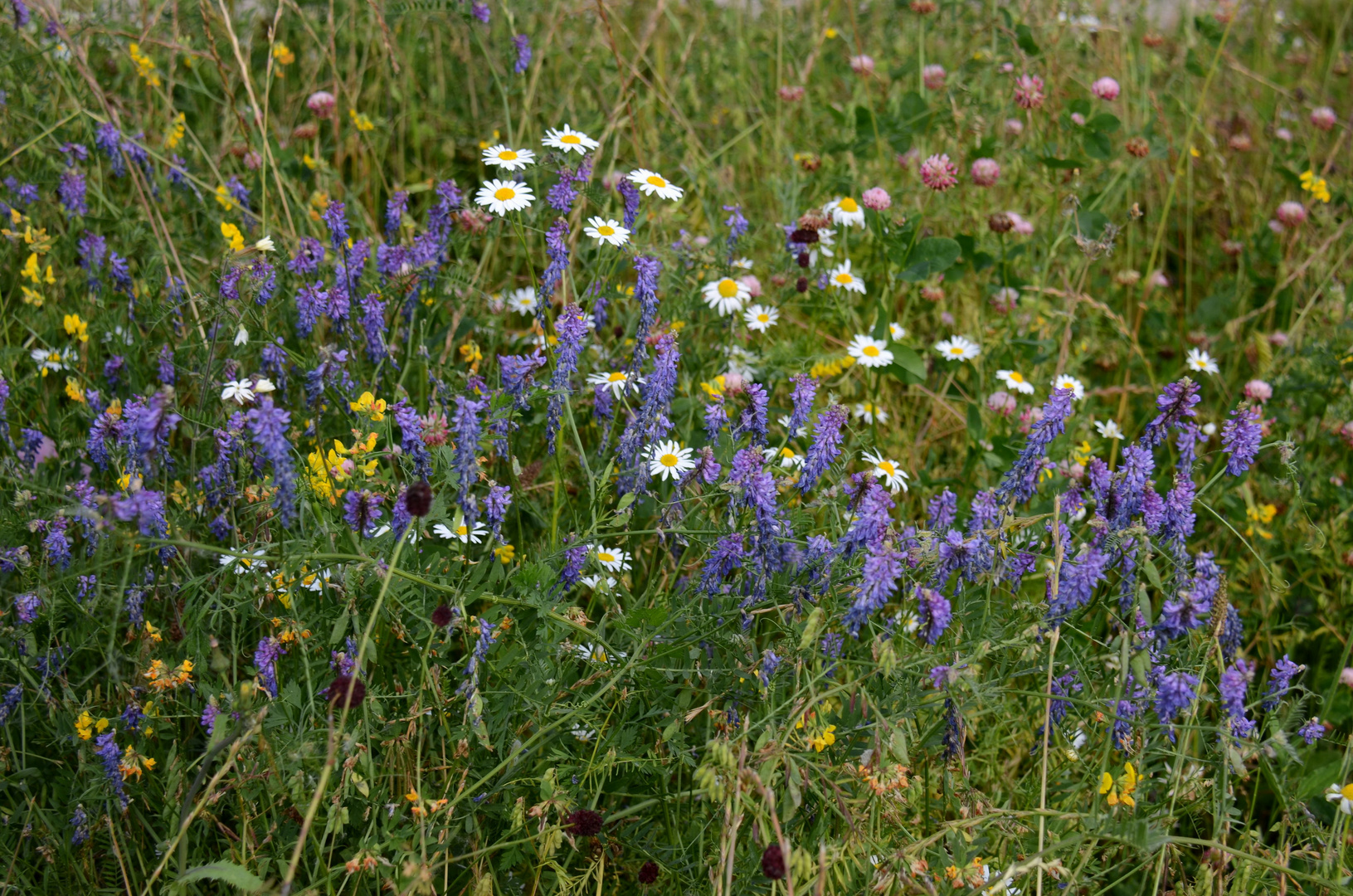 Blumen am Wegesrand-2