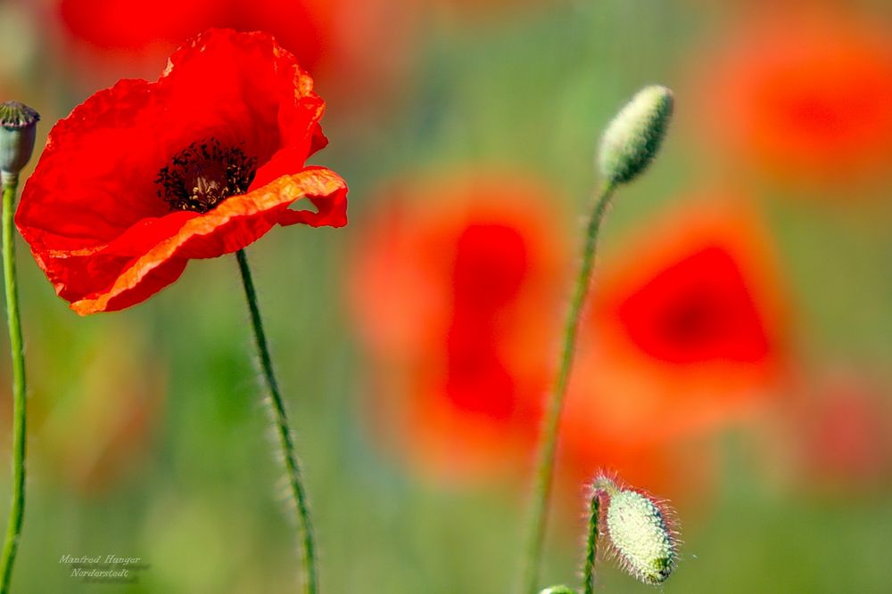 Blumen am Wegesrand 2017 (1)