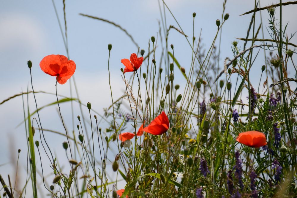 Blumen am Wegesrand-4