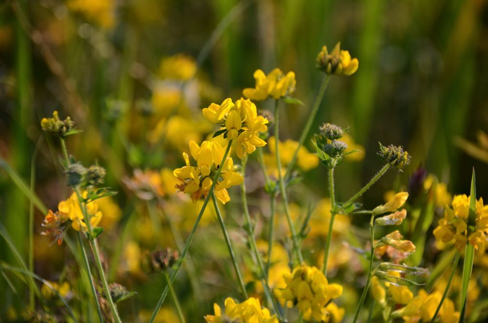 Blumen am Wegesrand-5