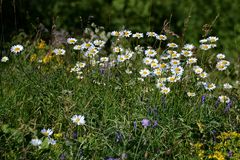 Blumen am Wegesrand-6