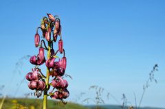 Blumen am Wegesrand-7