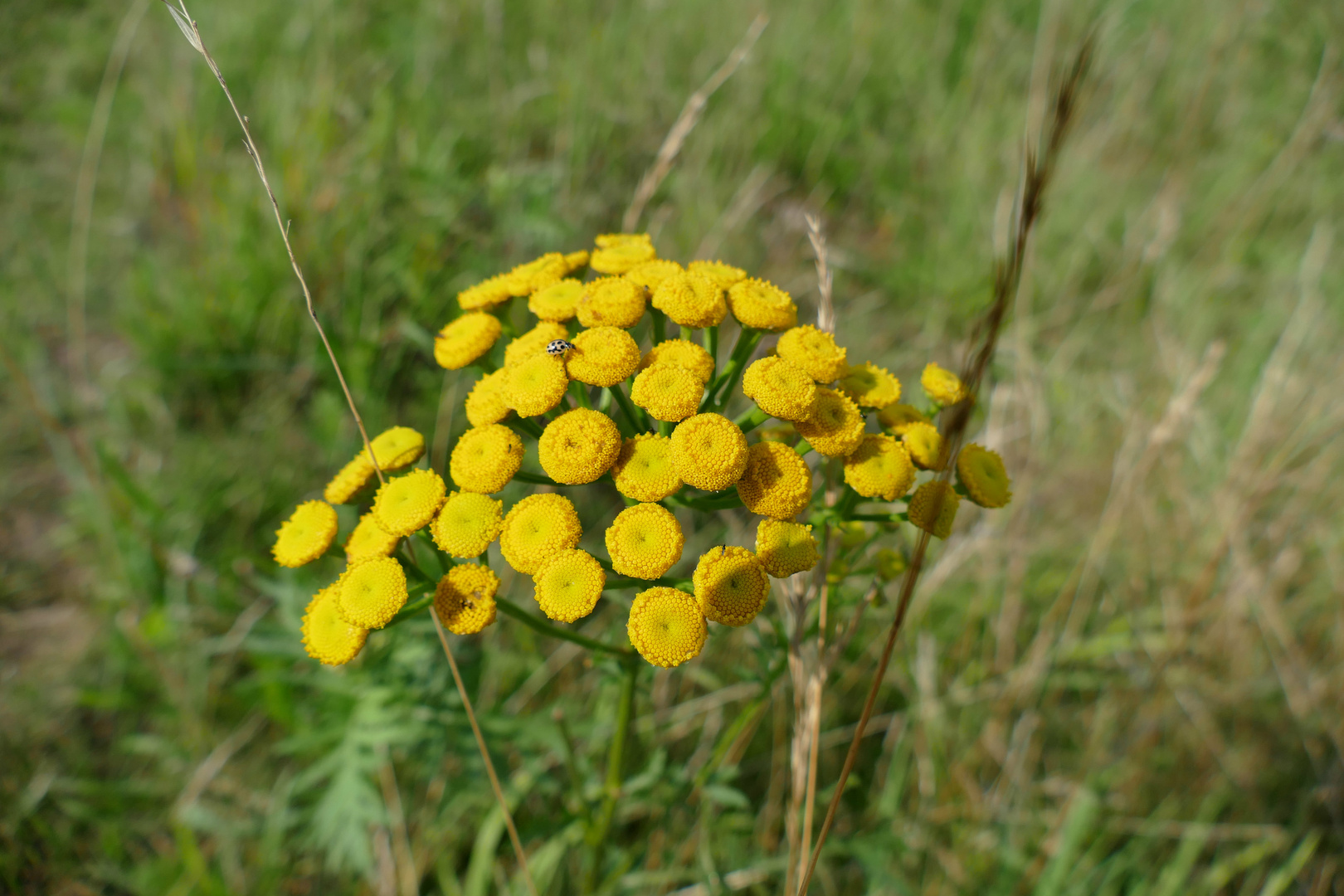 Blumen am Wegesrand