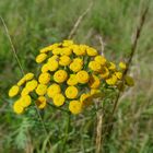 Blumen am Wegesrand