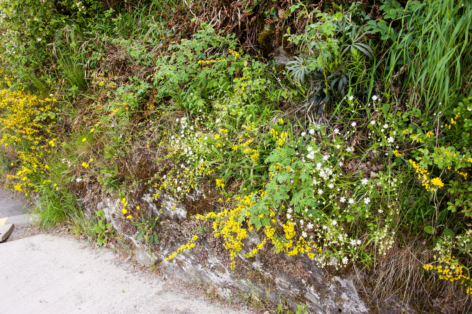 Blumen am Wegesrand