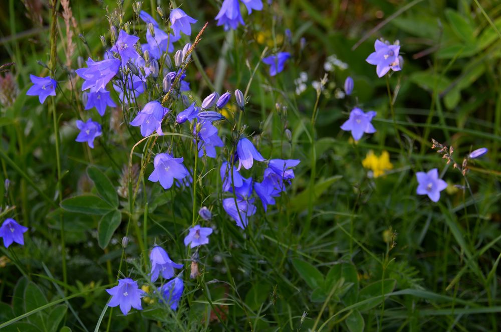 Blumen am Wegesrand-8