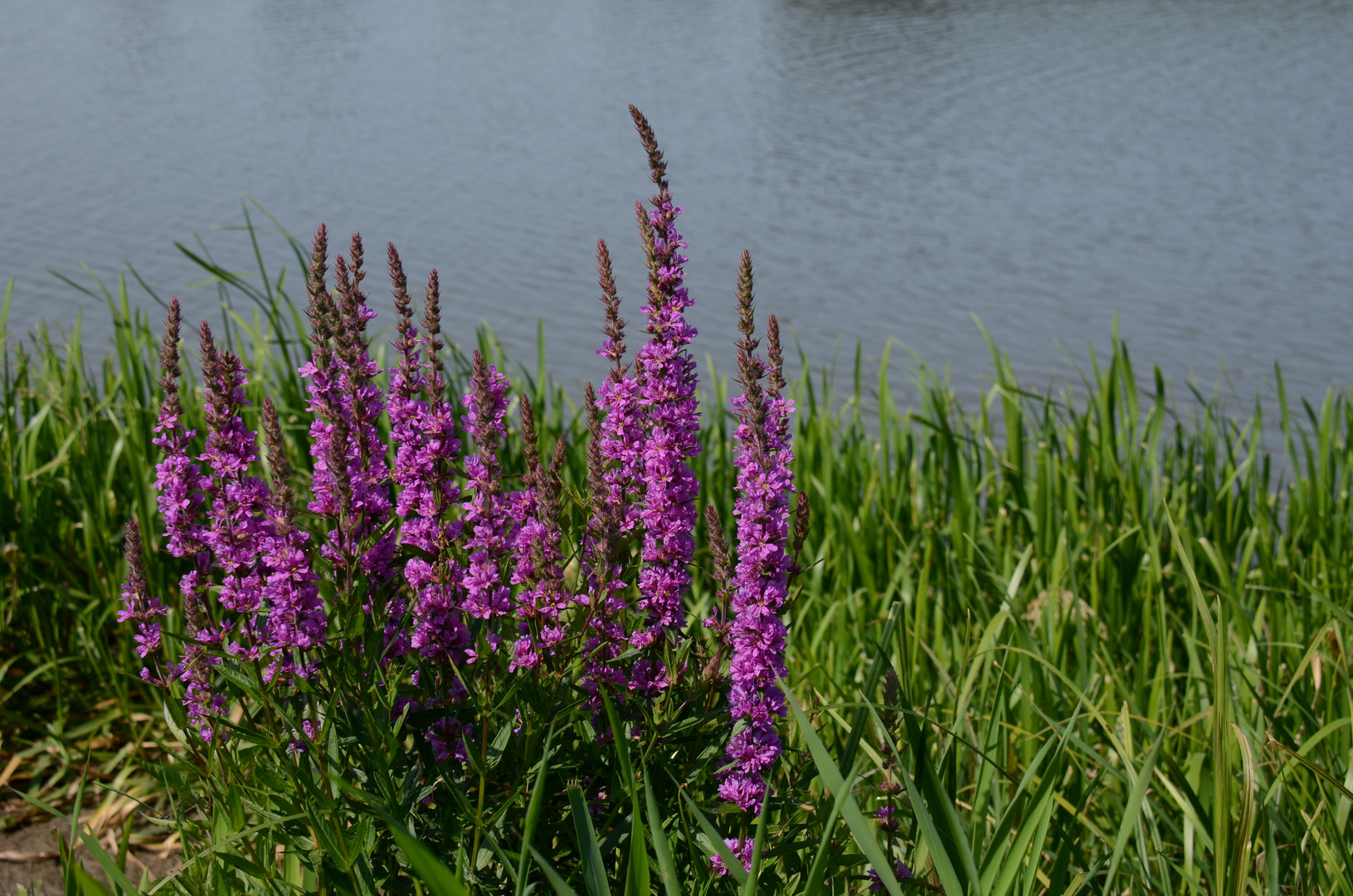 Blumen am Wegesrand-9