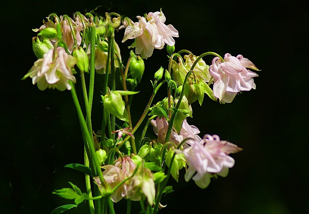 Blumen am Wegesrand