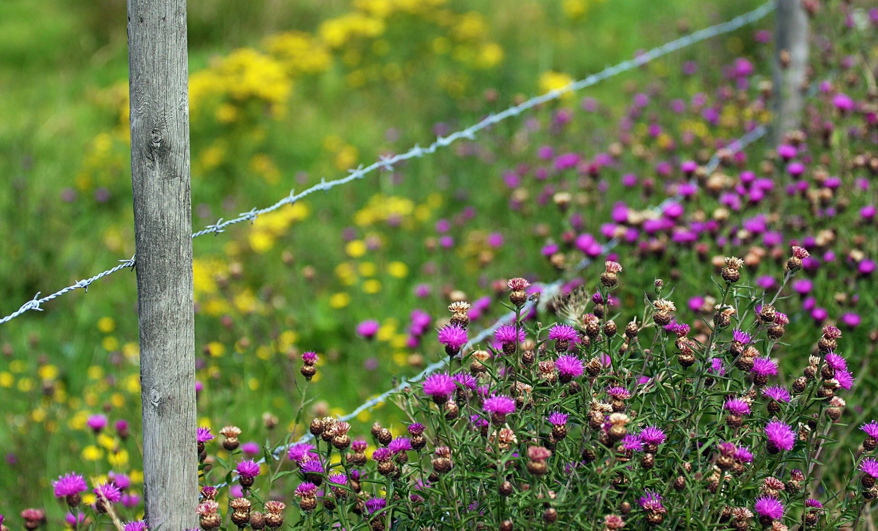 Blumen am Wegesrand