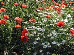 Blumen am Wegesrand