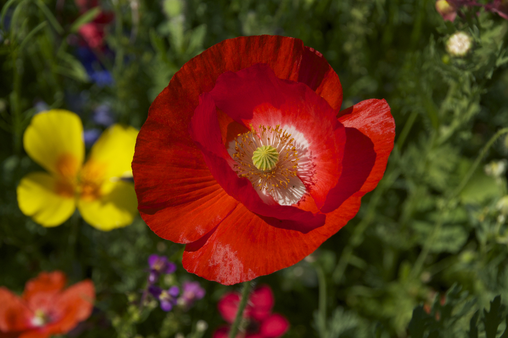 Blumen am Wegesrand