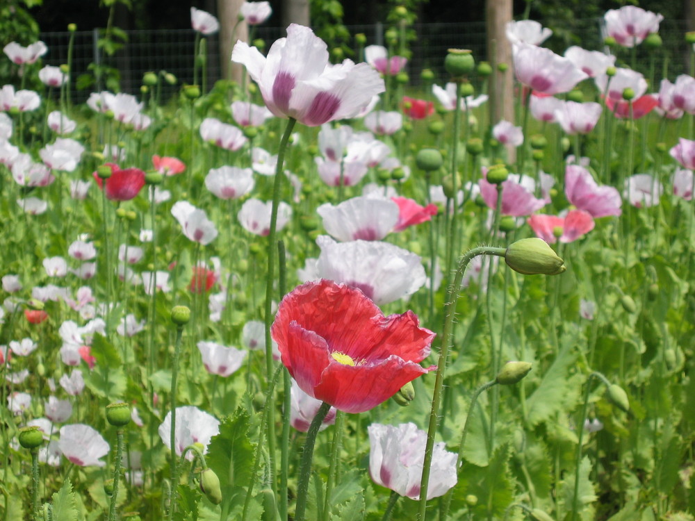 Blumen am Wegesrand