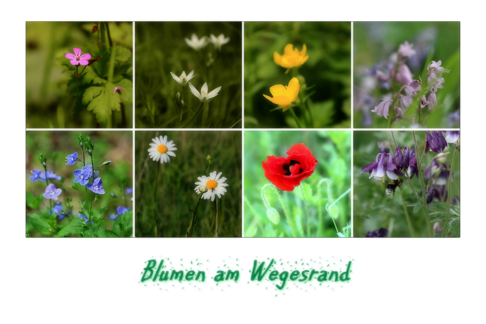 Blumen am Wegesrand