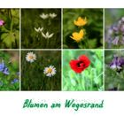 Blumen am Wegesrand