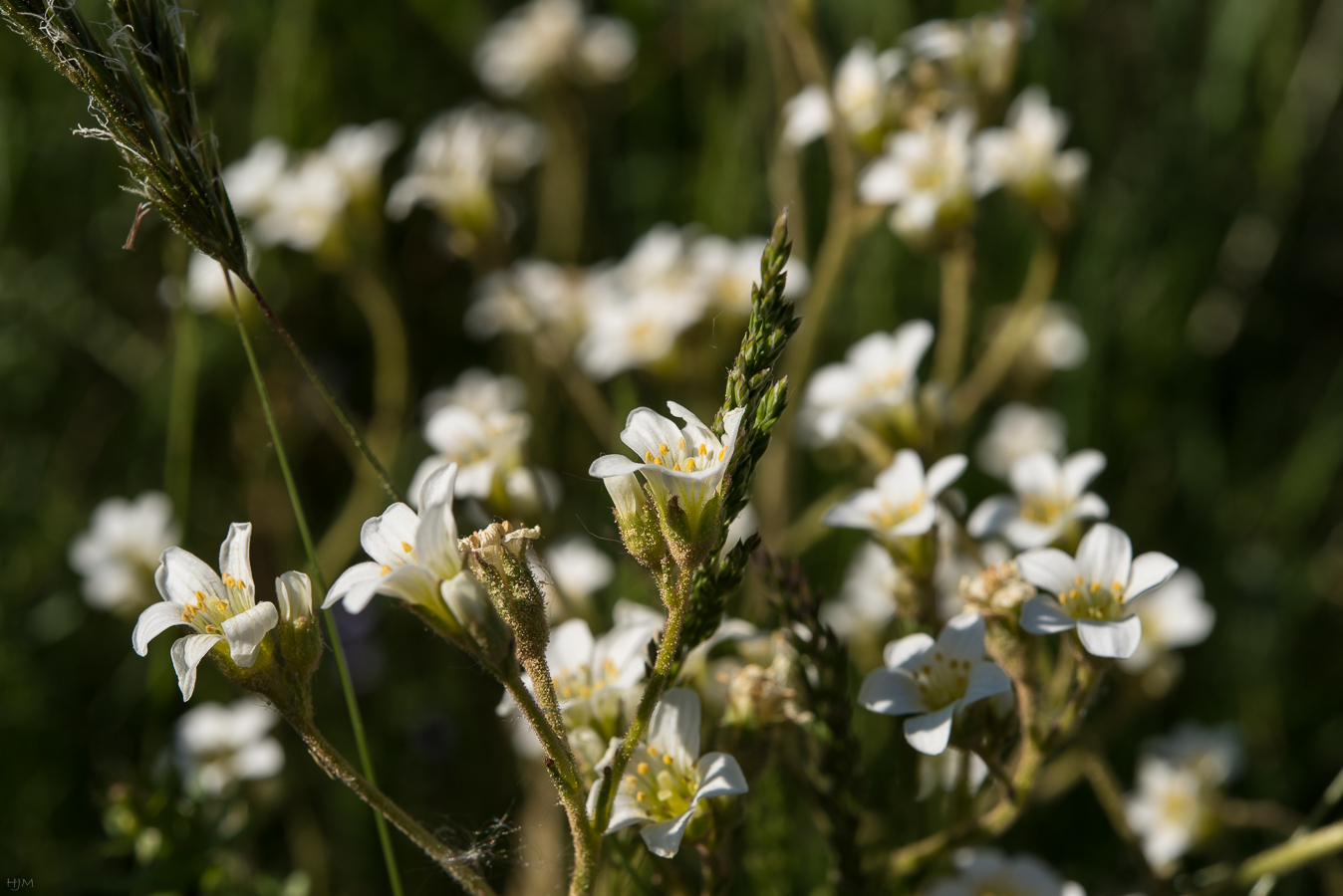 Blumen am Wegesrand