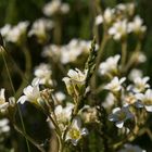 Blumen am Wegesrand