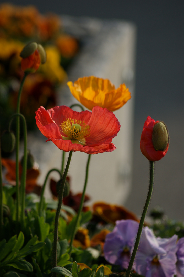 Blumen am Wegesrand