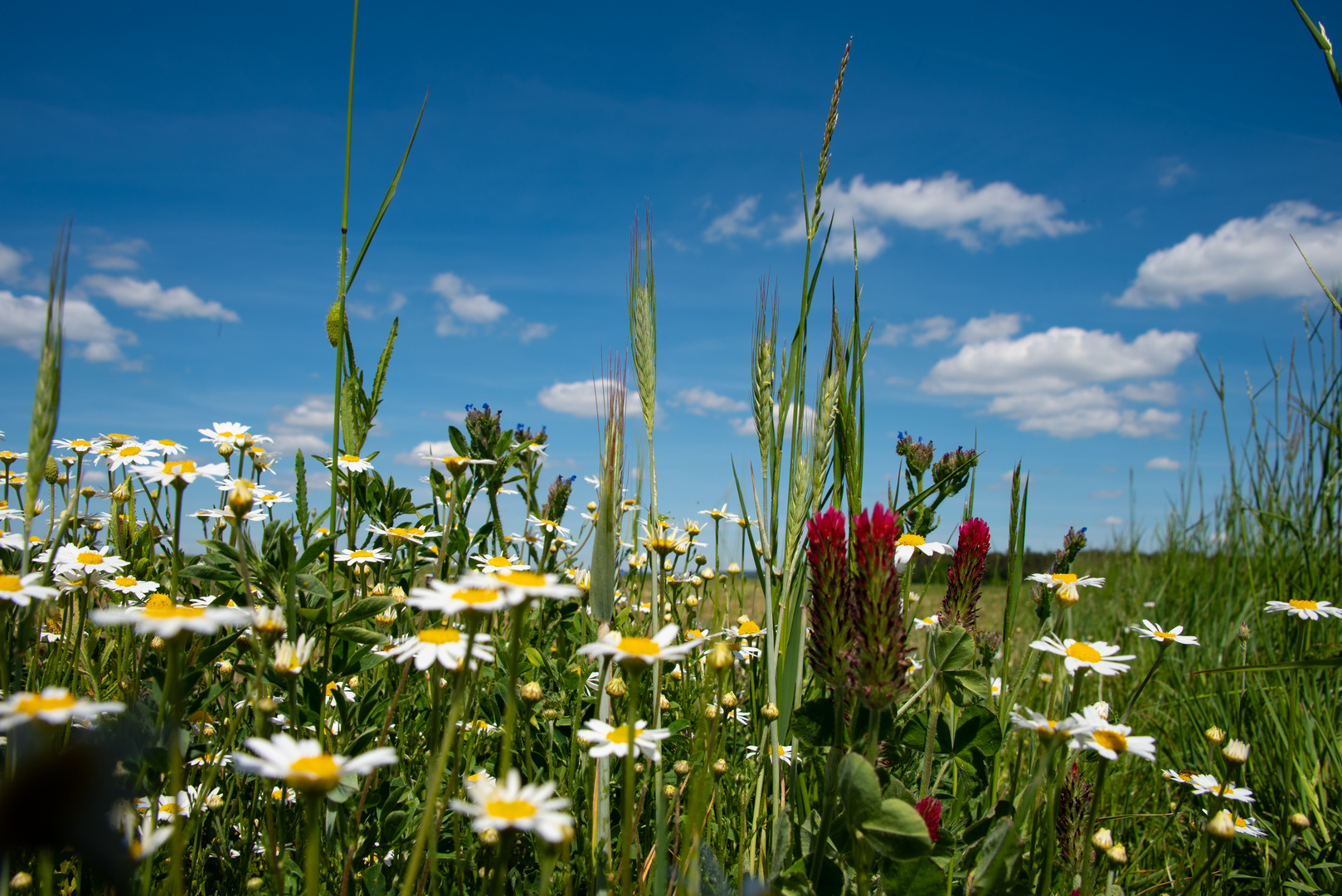 Blumen am Wegesrand