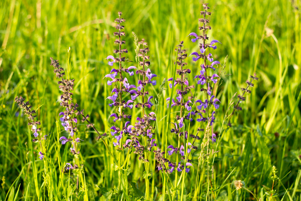 Blumen am Wegesrand