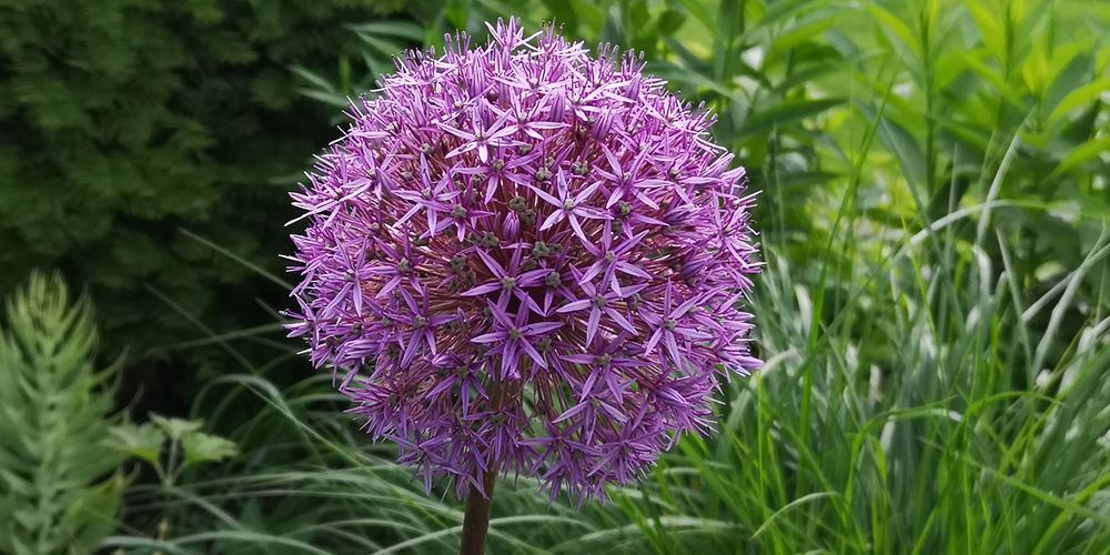 Blumen am Wegesrand