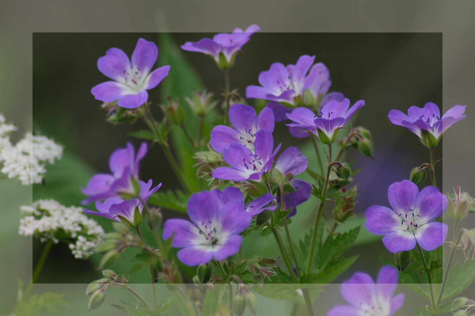 Blumen am Wegesrand