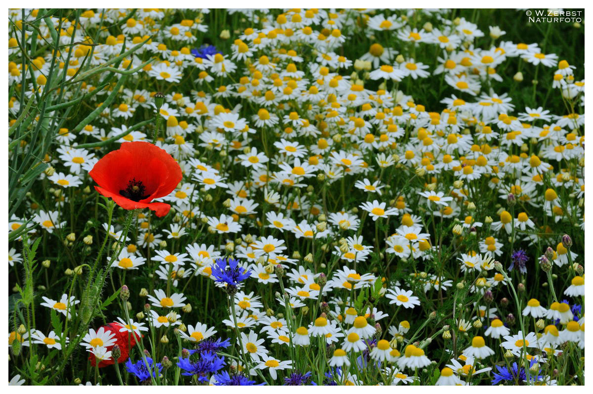 Blumen am Wegesrand für den Sonntag !