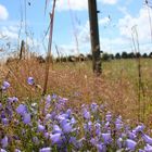 Blumen am Wegrand