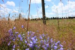 Blumen am Wegrand