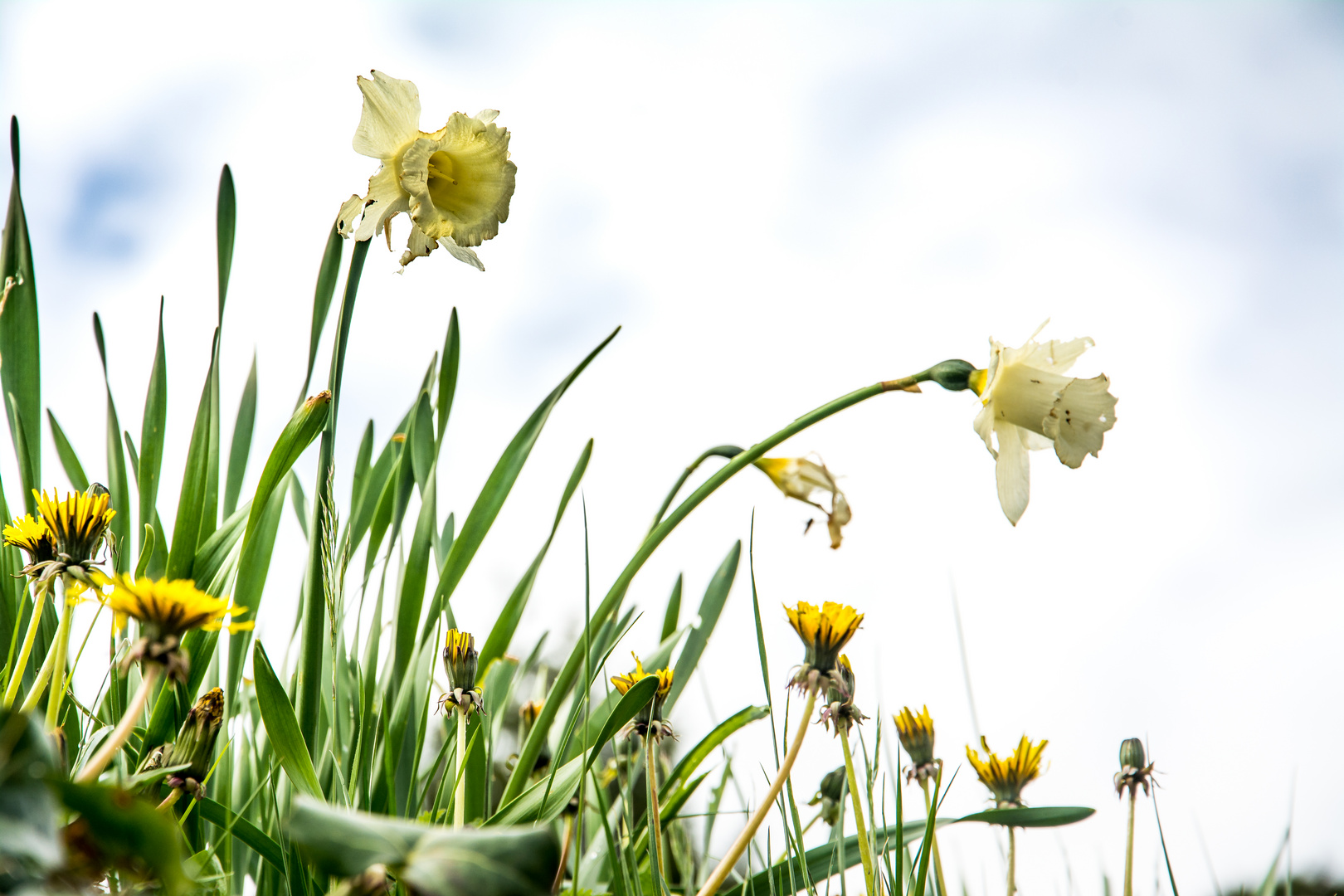 Blumen am Wegrand