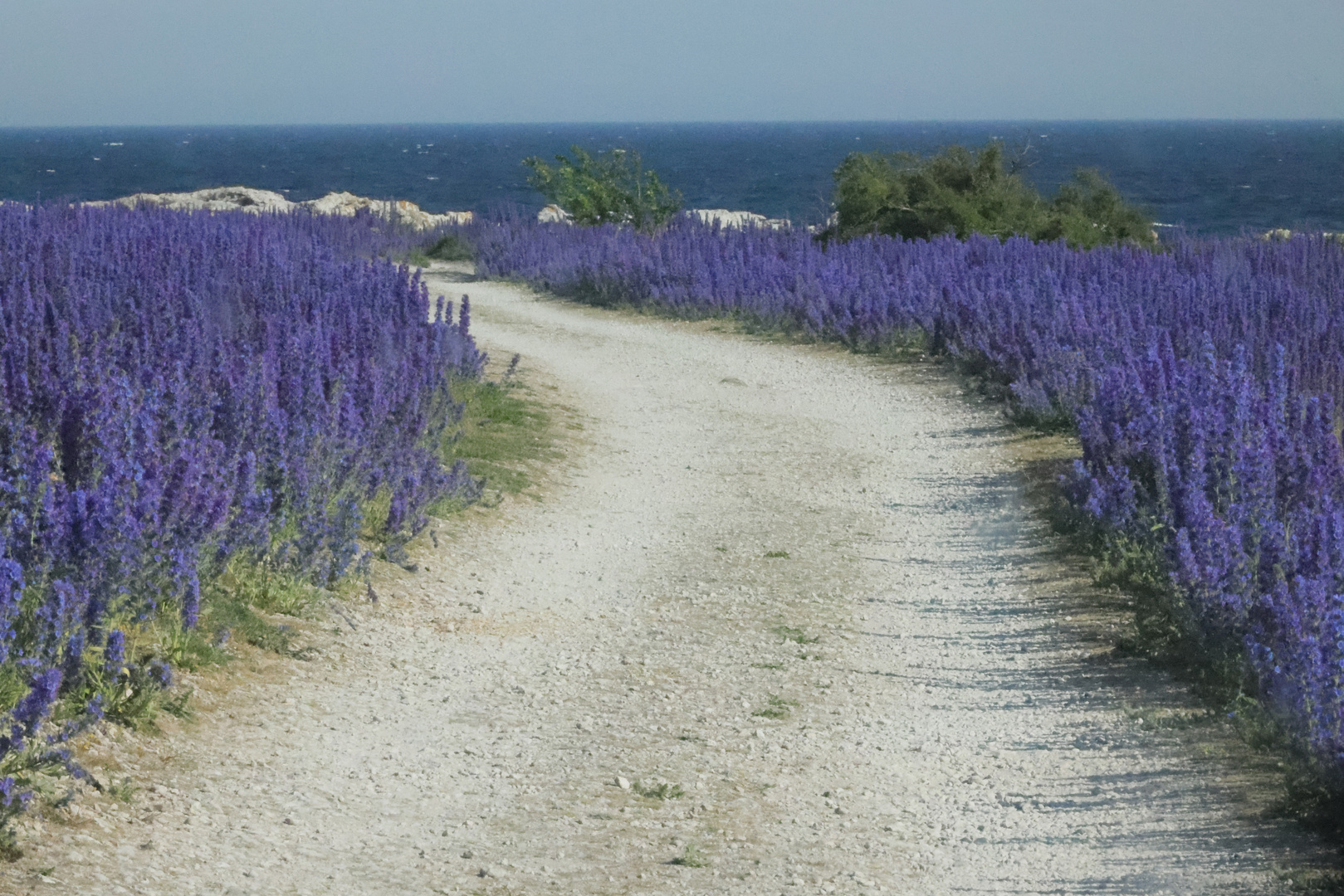 Blumen am Wegrand