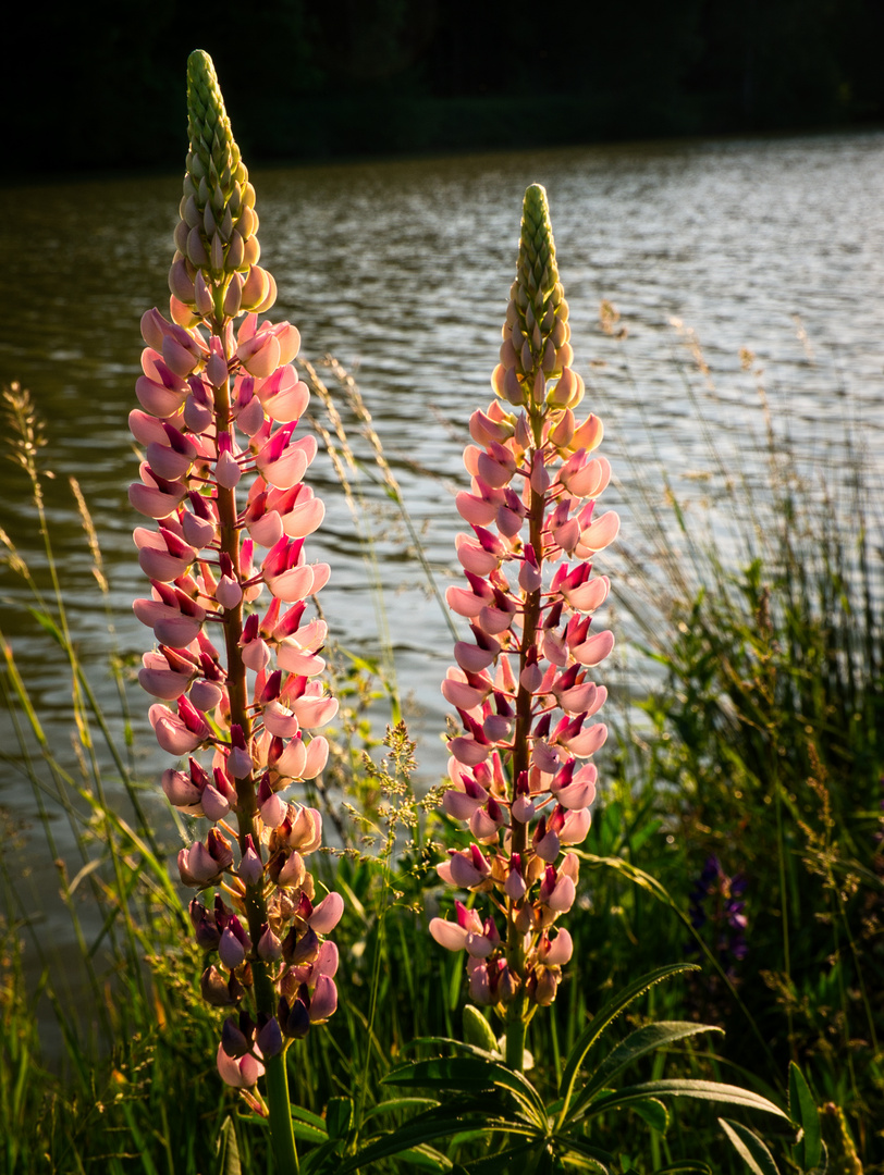 Blumen am Weiher