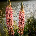 Blumen am Weiher