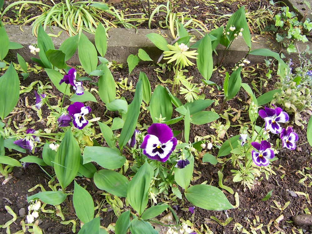 Blumen am Weimarer Friedhof